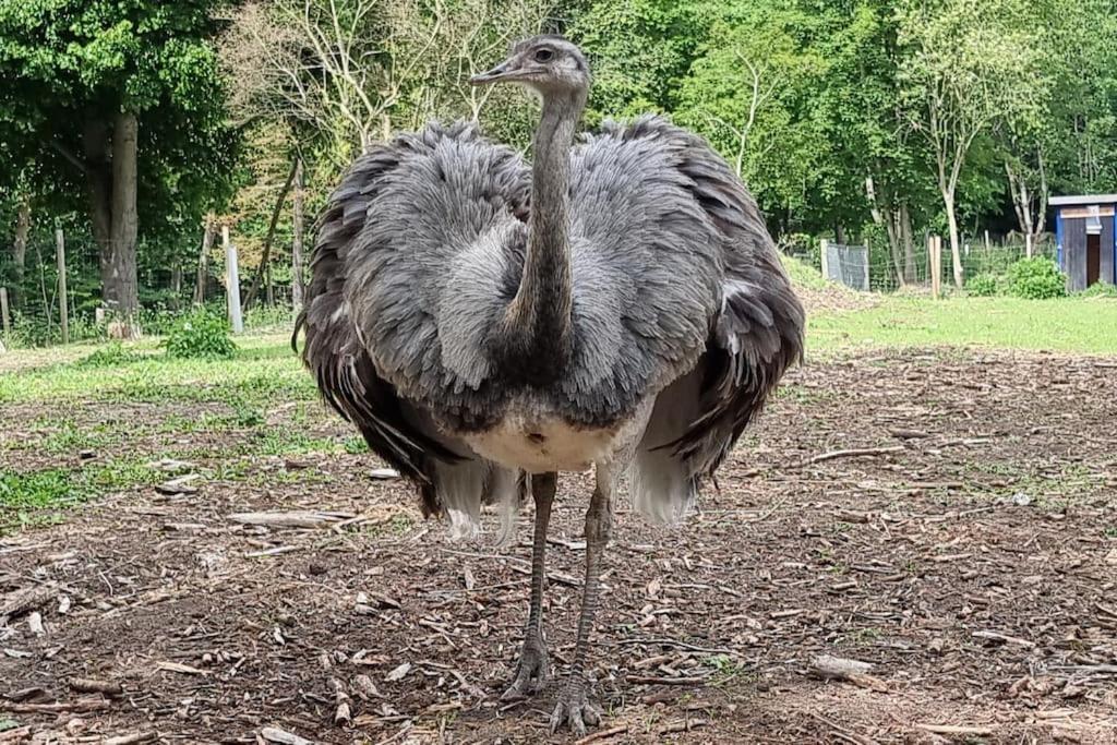 The Parrot Hotel, Live In A Rescue Animal Park Næstved Екстериор снимка