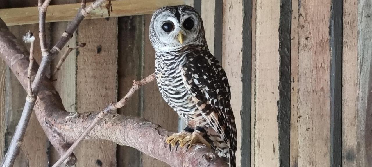 The Parrot Hotel, Live In A Rescue Animal Park Næstved Екстериор снимка